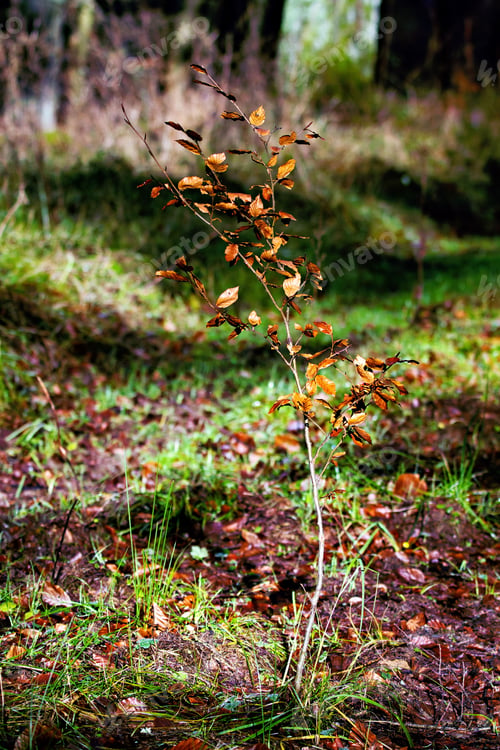 Tree sapling on forest floor