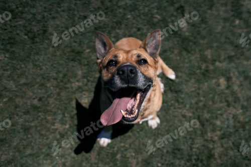Preview: closeup face of a dog looking at camera sitting on the grass with the teeth bared and the tongue