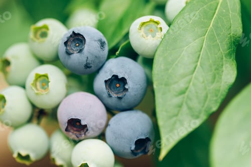 Preview: Fresh organic blueberries in garden