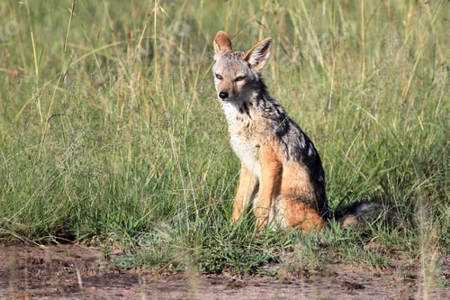 Preview: Jackal - Maasai Mara Reserve - Kenya