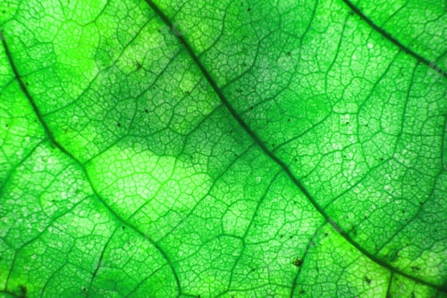 Preview: Macro photo of microscopic organic foliage. green leaf texture background.
