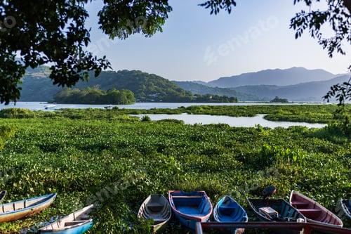 Preview: A tranquil lagoon scene featuring colorful boats resting on a vibrant carpet of water hyacinths