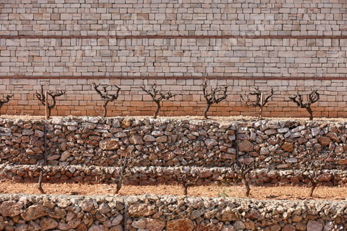 Preview: Traditional vineyard in terrace. Agricultural activity. Wine industry in Catalonia