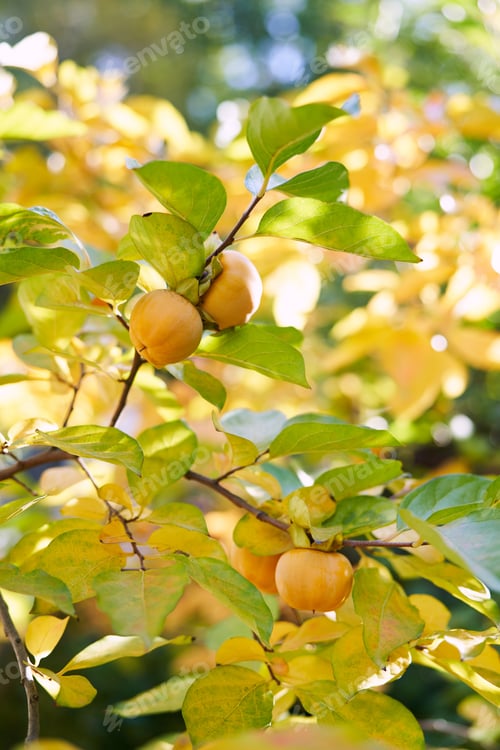 Preview: Orange persimmon among yellowing leaves grows on trees in the garden