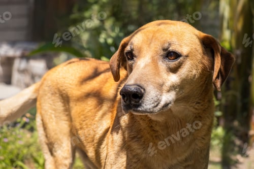 Preview: Close-Up Portrait of a Loyal Brown Dog in Sunlit Garden