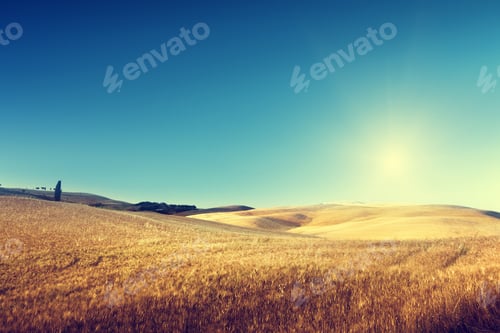 Preview: Field Of Barley In Tuscany, Italy