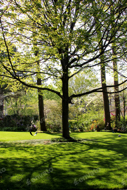 Preview: Large Tree In Garden - Photograph Of A Large Tree In A Backyard Garden With A Swing Hanging From A