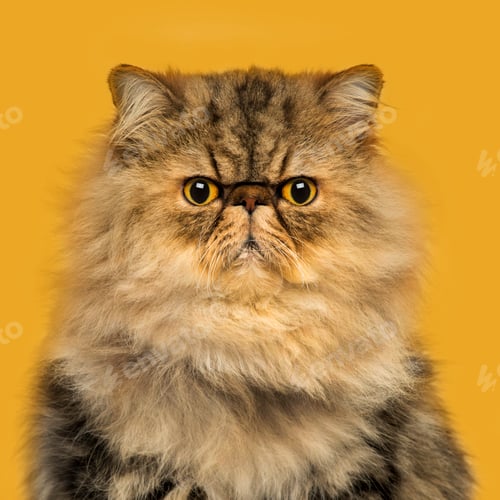 Preview: Front view of a grumpuy Persian cat sitting, looking at the camera, on a orange background