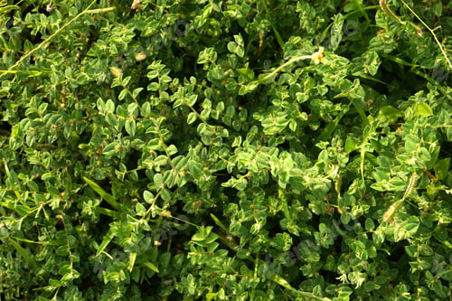 Preview: Wild plants, Nature background.