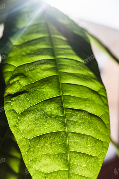 Preview: Sunbeams pierce the thin skin of a green leaf.