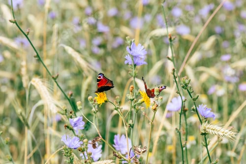 Preview: Two european peacock butterflies on the yellow flowers