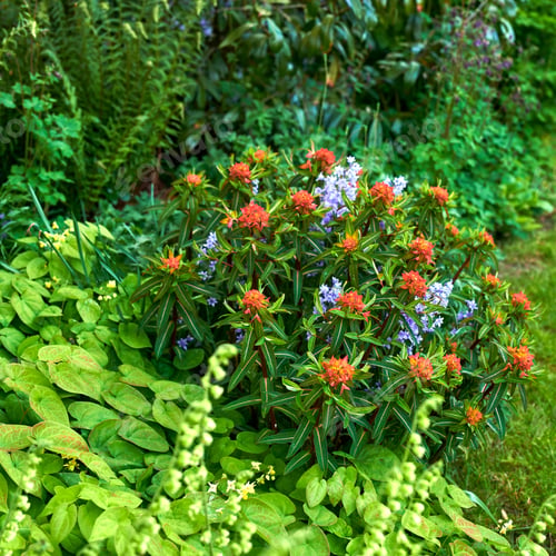 Preview: My garden
