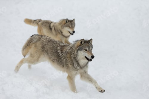 Preview: wolf, pack, togetherness, group, wilderness
