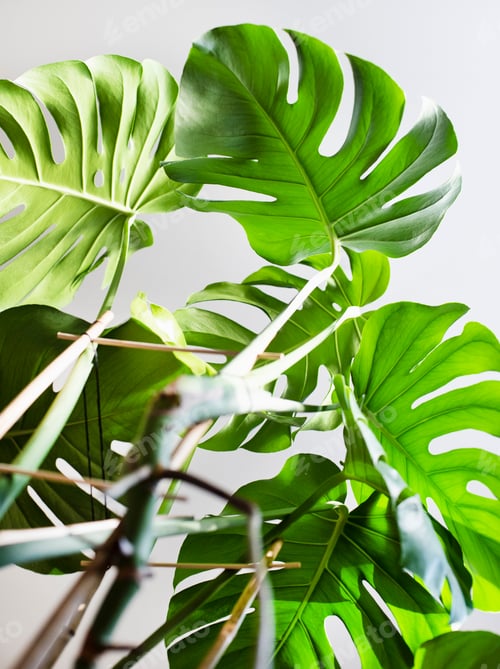 Preview: Monstera plant, low angle view