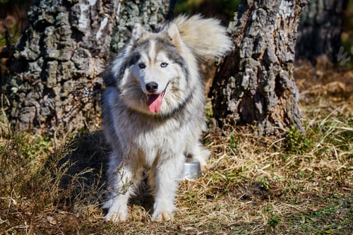 Preview: Siberian Husky dog sitting on forest grass full size Husky dog portrait with gray black coat