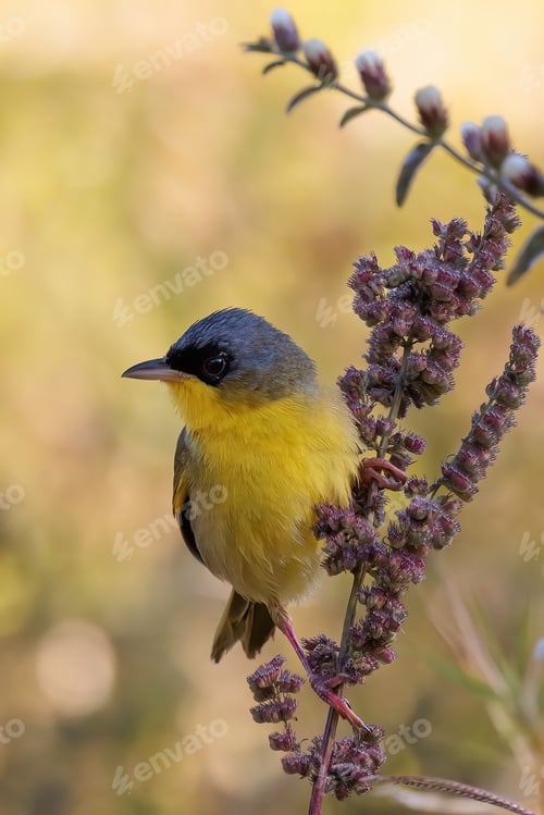 Preview: Closeup shot of grey-crowned yellowthroat, Geothlypis poliocephala.