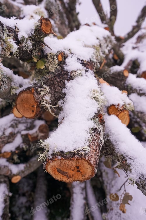 Preview: untenable image of snow covered wood cuts for firewood