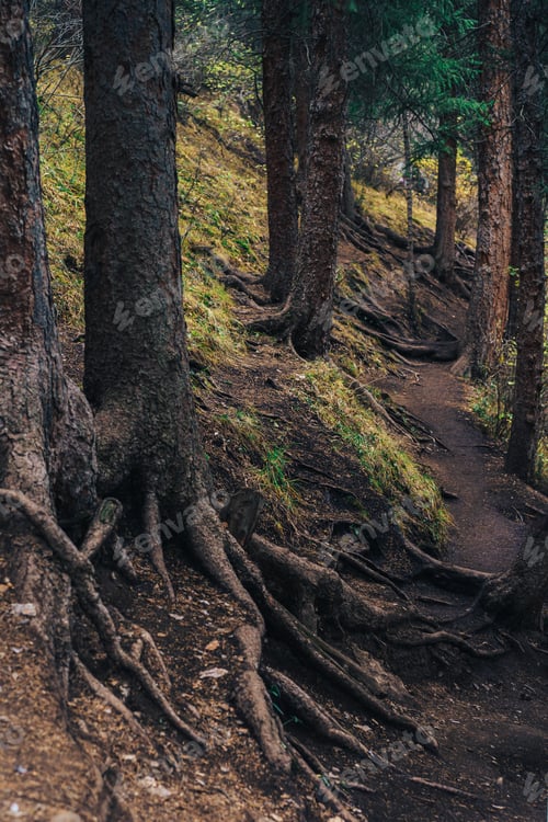Preview: The roots of tall fir trees stick out of the ground