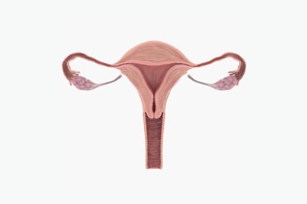 Preview: Detailed Uterus and Reproductive System Anatomy