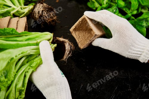 Preview: Hands of gardener puts greeners in peat container with soil