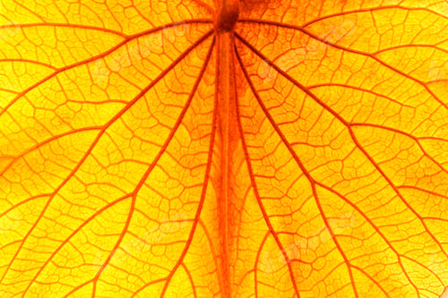 Preview: Golden Bauhinia aureifolia leaf vein texture background, ventral side and close up shot