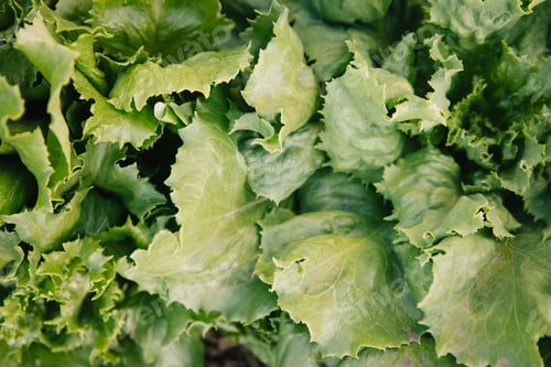 Preview: Macro photography of looseleaf lettuce leaves, captured at a garden.