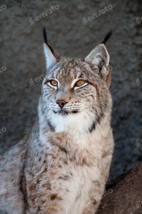 Preview: Eurasian Lynx with Tufted Ears Against Grey Background