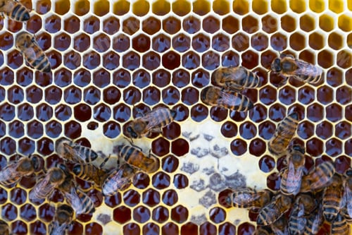 Preview: Bees sit on honeycombs with honey in a bee frame in a beehive close-up