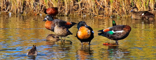 Preview: Wildlife in the wetlands of Greenfields, South Australia