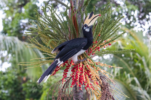 Preview: Vibrant hornbill bird perched on a tree branch eating a berry