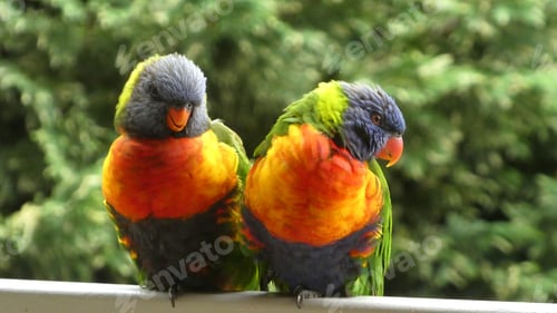 Preview: two rainbow lorikeet birds sitting together against green leaf background