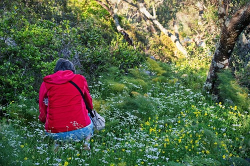Preview: Rear view of senior woman kneeling in a meadow and taking photo of flowers