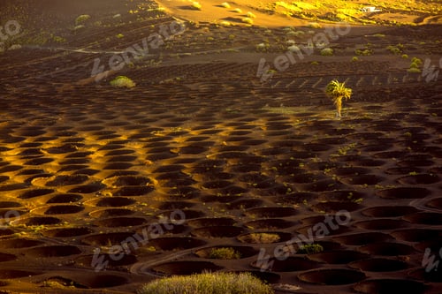 Preview: Volcanic vineyard with vineholes
