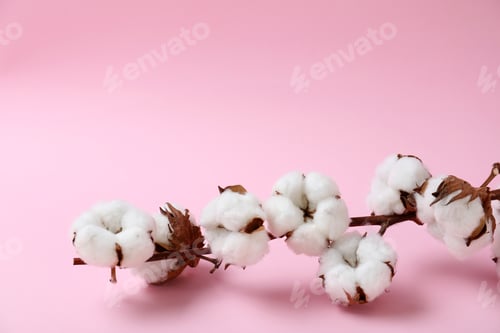 Preview: Branch of cotton plant on pink background. Space for text