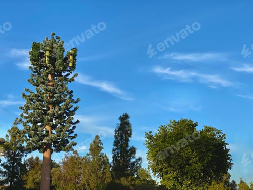 Preview: Mobile technology cellular tower made to look like a natural tree in the environment