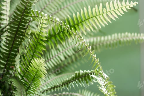 Preview: Lush Green Fern Fronds Close Up Detail