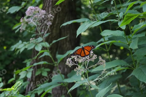 Preview: Closeup of a butterfly perched on a flower in a forest