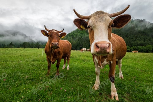 Preview: Cows on the meadow