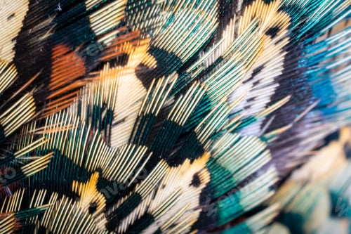 Preview: colored pheasant feathers with a visible texture. background