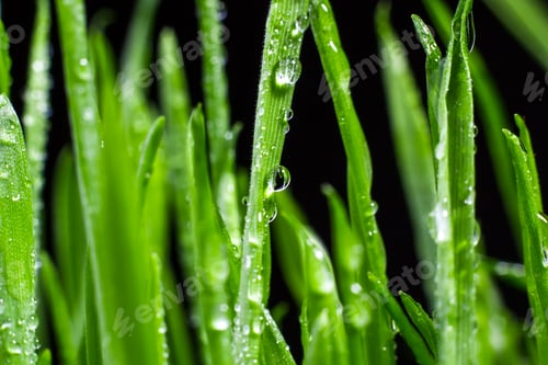 Preview: green grass