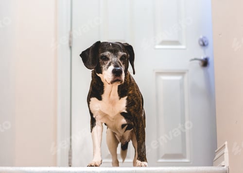 Preview: Dog in Top of Stairs