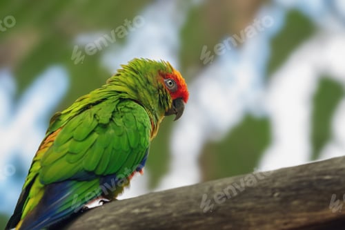 Preview: Golden-capped parakeet bird (Aratinga auricapillus)