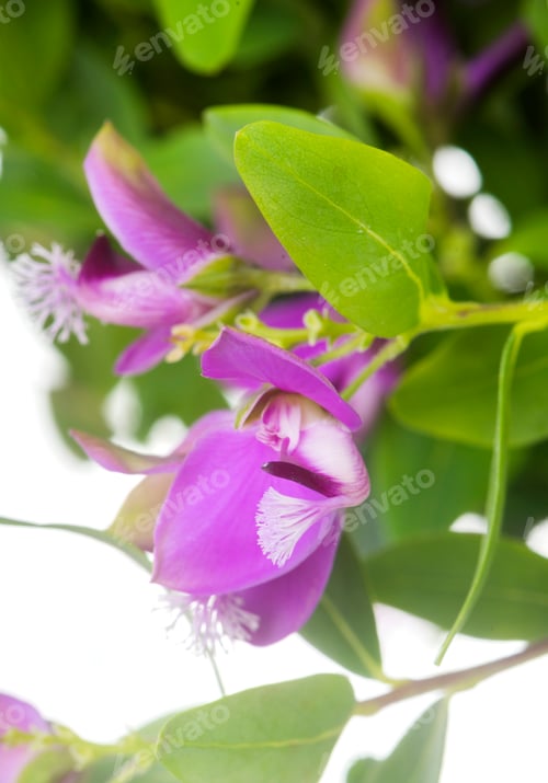 Preview: Polygala myrtifolia in studio