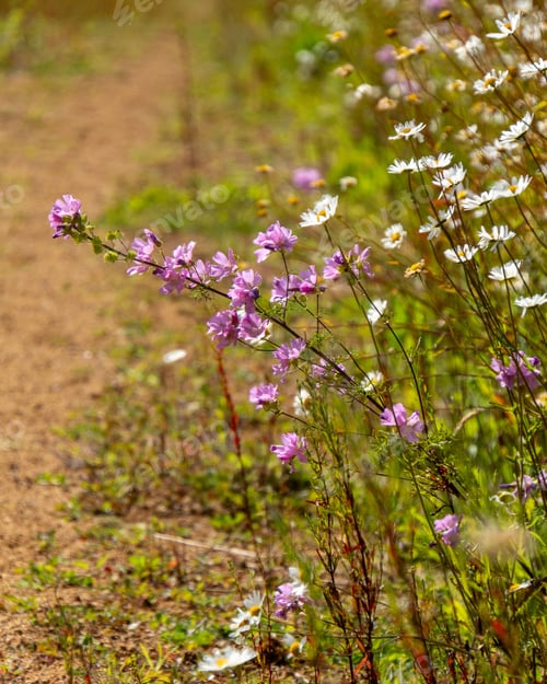 Preview: Close-up of pink wildflowers blooming along a dirt path in a sunny meadow.