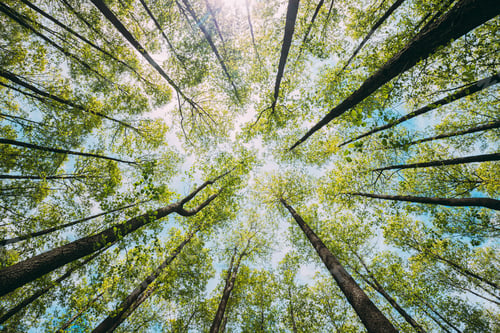 Preview: Looking Up In Beautiful Pine Deciduous Forest Trees Woods Canopy. Bottom View Wide Angle Background