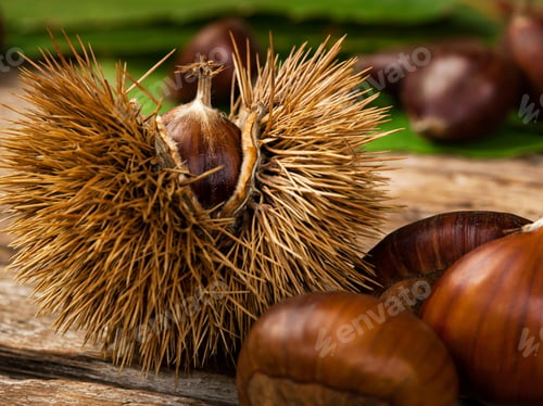 Preview: Chestnuts and chestnut bur.