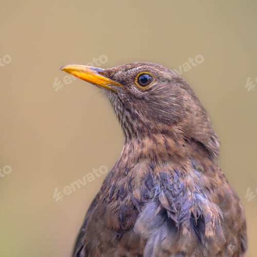 Preview: Portrait of Female Blackbird