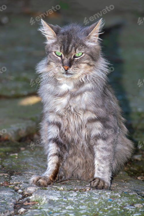 Preview: Grey striped cat. In nature in full growth sitting. View from the front.