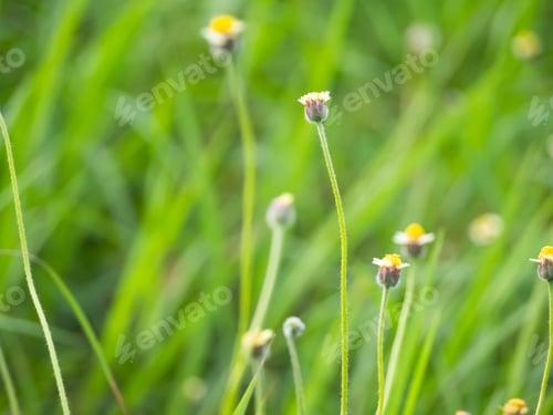 Preview: Grass flowers