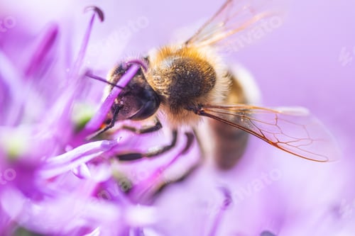 Preview: Close up of European honey bee on violet Allium flower